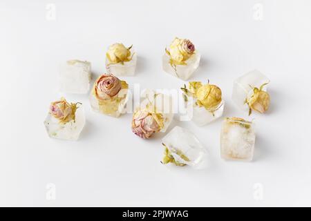 Konzeptionelle Zusammensetzung Rosenknospen in Eiswürfeln auf weißer Isolation, Rosen gefroren in Eis. Stockfoto