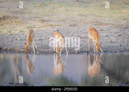3 weibliche Jungtiere, gefleckte Hirsche trinken zur gleichen Zeit Wasser aus dem See. Wunderschöne braune Tiere. Ranthambore-Nationalpark, Rajasthan, Indien Stockfoto