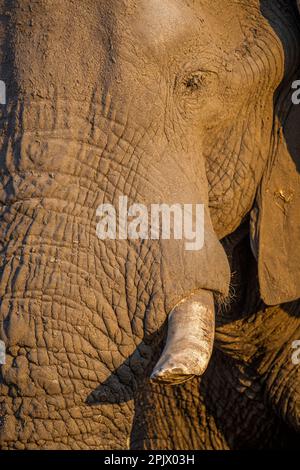 Nahaufnahme von Elefantenauge und Stoßzahn. Details zu Stoßzahn, Haut und Auge. Okavango Delta, Botsuana, Afrika Stockfoto