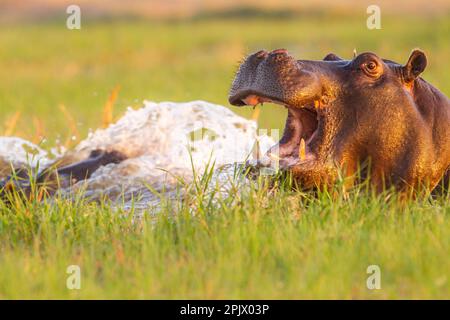 Hippo (Hippopotamus amphibius) Ausdruck herausfordernd, schlechte Stimmung, wütend auf Fotografen vom Fluss. Okavango Delta, Botsuana, Afrika Stockfoto