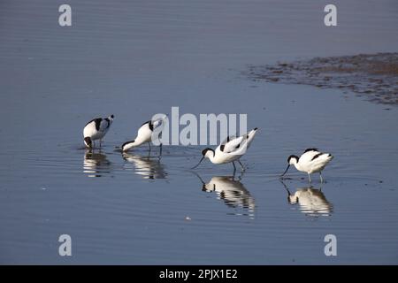 Avocet-Fütterung - Recurvirostra avosetta Stockfoto