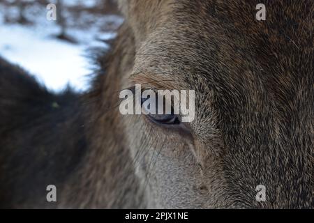 Nahaufnahme des Auges eines weiblichen Hirsches in einem Reintroduction Enclosure, Pian delle Gorre; Piemont; Italien Stockfoto