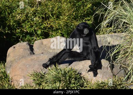Ein männlicher Siamang im Naturpark Zoom in Pinerolo, Piemont, Italien Stockfoto