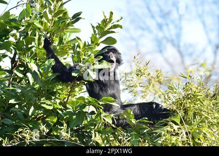 Ein männlicher Siamang im Naturpark Zoom in Pinerolo, Piemont, Italien Stockfoto