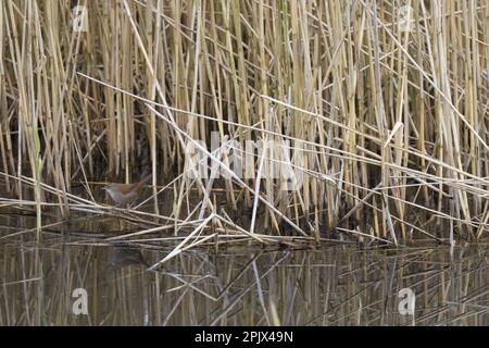 Reed Warbler - Acrocephalus scirpaceus - im Wasser reflektiert. Stockfoto