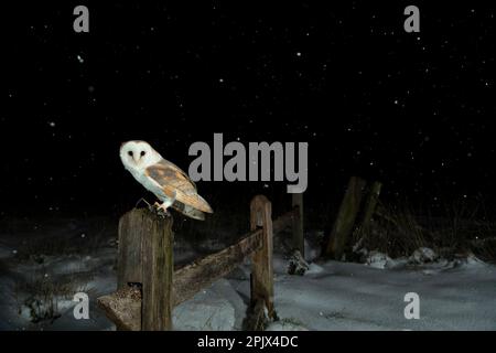 Scheuneneule (Tyto alba) in einem Schneesturm Stockfoto