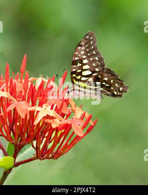 Ein wunderschöner schwanzjay (Graphium agamemnon), der sich von roten Blumen im Garten ernährt. Stockfoto