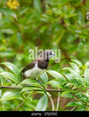 Eine süße weiße Munia (Lonchura leucogastra), hoch oben auf einem grünen Ast eines Baumes im Garten. Stockfoto