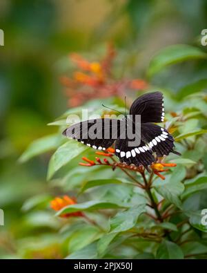 Ein wunderschöner männlicher gemeiner mormonen (Papilio polytes) Schmetterling, der auf einem Feuerbusch ruht, mit offenen Flügeln. Stockfoto