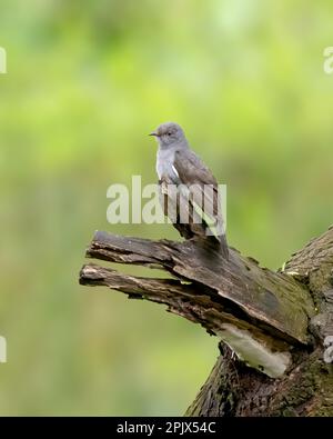 Ein einsamer graubäugiger Kuckuck (Cacomantis passerinus), der in freier Wildbahn auf einem toten Ast sitzt, wird auch als indischer klagender Kuckuck bezeichnet. Stockfoto