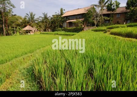 In Bali gibt es zahlreiche kleine und elegante charmante Hotels. Stockfoto