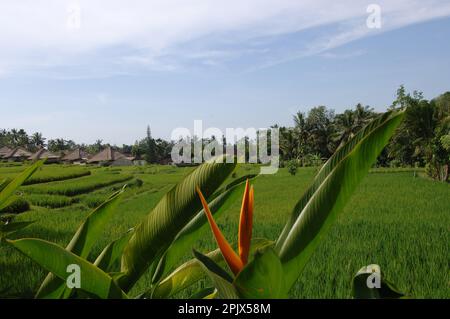 In Bali gibt es zahlreiche kleine und elegante charmante Hotels. Stockfoto