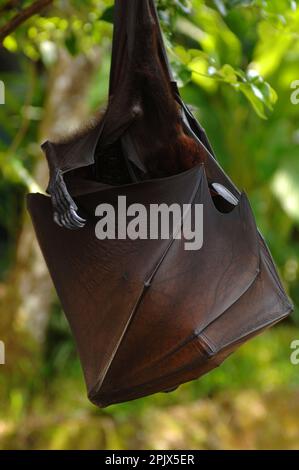 Ein Pteropus Vampyrus, fliegender Fuchs, Mutter mit ihrem Baby. Bali Stockfoto