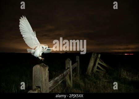 Scheuneneule (Tyto alba) landet auf einem Pfahl Stockfoto