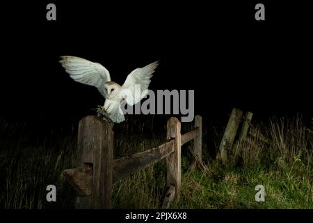 Scheuneneule (Tyto alba) landet auf einem Pfahl Stockfoto