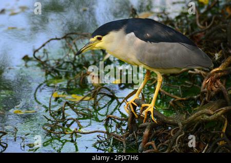 Nycticorax nycticorax Schwarzkronen-Nachtreiher an einem Flussufer bei Pinerolo, Turin Piemont Italien. Stockfoto