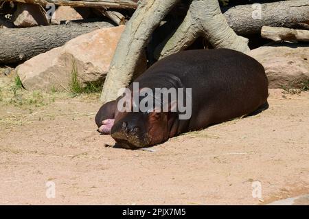 Ein Nilpferd im ZOOM Safari Park Pinerolo, Turin Piedmont Italien. Stockfoto