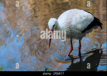 Der Weißstorch (Ciconia ciconia) ist ein großer Vogel in der Storchenfamilie, Ciconiidae. Sein Gefieder ist hauptsächlich weiß, mit Schwarz auf den Flügeln des Vogels. Abbildung Stockfoto