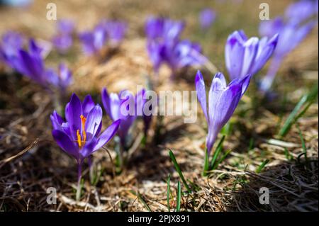 Typische Frühlingsgebirgsblumen. Crocus vernus, Crocus heuffelianus, Crocus scepusiensis. Das Tatra-Gebirge. Stockfoto