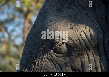 Afrikanischer Elefant (loxodonta africana). Foto in Gefangenschaft im Rehabilitationszentrum Elephant Sanctuary, Hazyview, Südafrika, Afrika Stockfoto