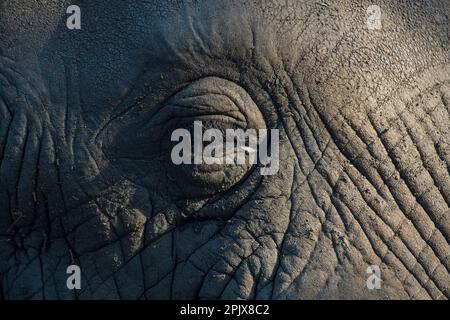 Afrikanischer Elefant (loxodonta africana). Foto in Gefangenschaft im Rehabilitationszentrum Elephant Sanctuary, Hazyview, Südafrika, Afrika Stockfoto