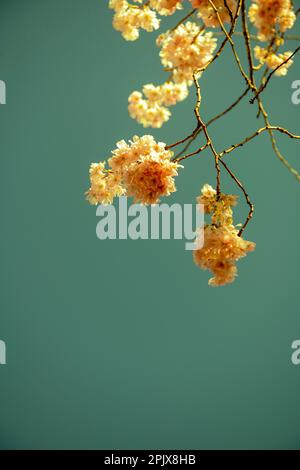 Blüte Porträt Aussicht Blüte auf einem Baum/Sträucher Stockfoto