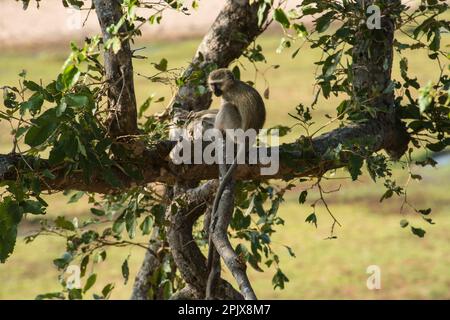 vervet-Affe (Cercopithecus aethiops). Foto in der Wildnis im Kruger-Nationalpark, Südafrika, Afrika Stockfoto