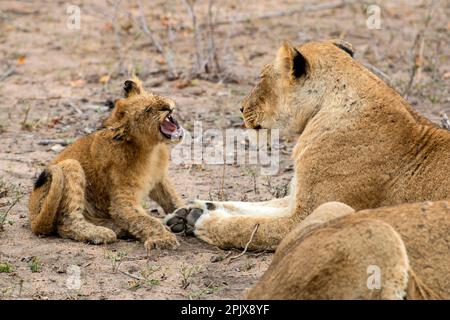 Löwe (panthera leo) weiblich mit Jungtier. Foto in der Wildnis im Sabi Sands Reserve, Südafrika, Afrika Stockfoto