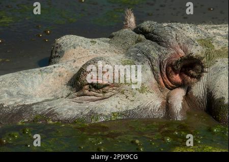 Flusspferd (Hippopotamus amphibius) oder Flusspferd oder Flusspferd. Foto in Gefangenschaft im Parco Safari delle Langhe, Muraz Stockfoto