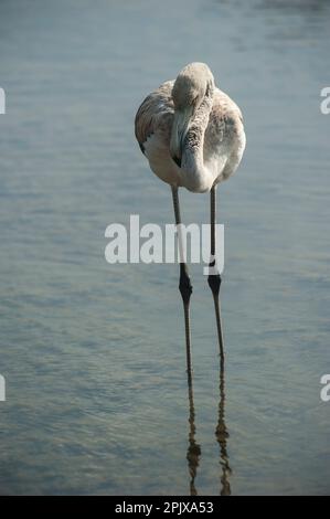 Der große Flamingo (Phoenicopterus roseus) ist die am weitesten verbreitete und größte Art der Flamingo-Familie. Foto in der Wildnis in ISO Stockfoto