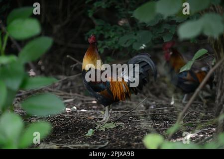 Das Sri-lankische Dschungelvögel (Gallus lafayettii), auch bekannt als Ceylon-Dschungelvögel, fotografiert in Gefangenschaft in Oasi di Sant'Alessio, Pavia, Italien Stockfoto