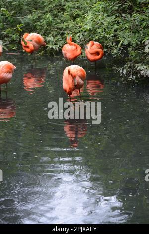 Der amerikanische Flamingo (Phoenicopterus ruber) ist eine große Art von Flamingo. Foto in Gefangenschaft in Oasi di Sant'Alessio, Sant'Alessio con Via Stockfoto