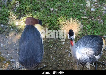 Der graue Kranich (Balearica regulorum), auch bekannt als afrikanischer Kranich, Goldener Kranich. In Gefangenschaft aufgenommen in Zoom, Cumia Stockfoto