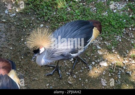 Der graue Kranich (Balearica regulorum), auch bekannt als afrikanischer Kranich, Goldener Kranich. In Gefangenschaft aufgenommen in Zoom, Cumia Stockfoto
