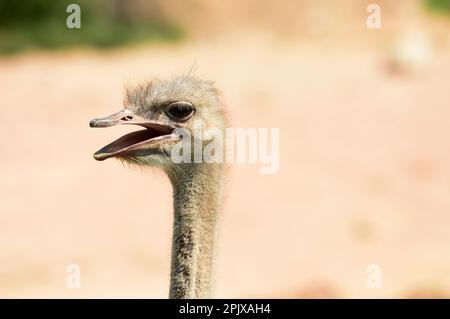 Der Strauß (Struthio camelus) oder einfach Strauß ist eine Art großer fliegenloser Vögel, die in bestimmten großen Teilen Afrikas heimisch ist. Foto aufgenommen Stockfoto