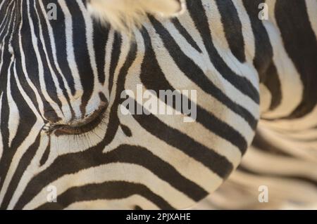 Die Ebene Zebra (Equus quagga, früher Equus burchellii), auch bekannt als gemeines Zebra, ist die am weitesten verbreitete Art o Stockfoto