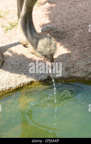 Der Strauß (Struthio camelus) oder einfach Strauß ist eine Art großer fliegenloser Vögel, die in bestimmten großen Teilen Afrikas heimisch ist. Foto aufgenommen Stockfoto