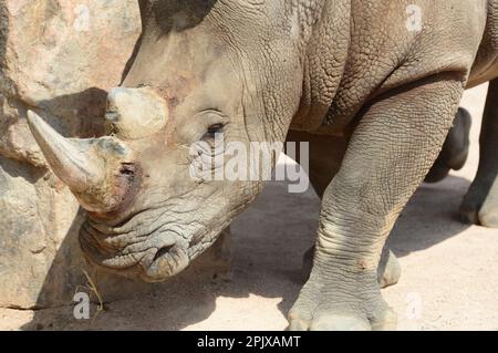 Weißes Nashorn (ceratotherium simum). In Gefangenschaft aufgenommen in Zoom, Cumiana, Torino, Piemont, Italien, Europa Stockfoto