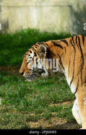 Der sibirische Tiger ist ein Tiger aus einer bestimmten Population der Unterart Panthera tigris tigris, die im russischen Fernen Osten, Nordostchina, heimisch ist. Bild Stockfoto