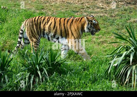 Der sibirische Tiger ist ein Tiger aus einer bestimmten Population der Unterart Panthera tigris tigris, die im russischen Fernen Osten, Nordostchina, heimisch ist. Bild Stockfoto