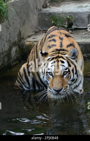 Der sibirische Tiger ist ein Tiger aus einer bestimmten Population der Unterart Panthera tigris tigris, die im russischen Fernen Osten, Nordostchina, heimisch ist. Bild Stockfoto