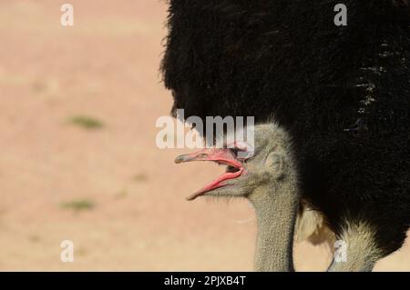 Der Strauß (Struthio camelus) oder einfach Strauß ist eine Art großer fliegenloser Vögel, die in bestimmten großen Teilen Afrikas heimisch ist. Foto aufgenommen Stockfoto