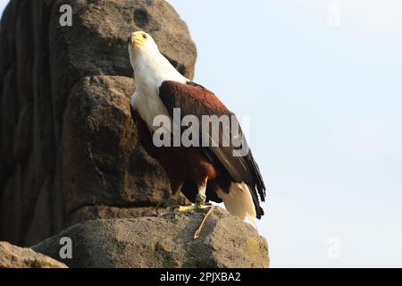 Der Weißkopfseeadler (Haliaeetus leucocephalus) ist ein Raubvogel, der in Nordamerika gefunden wird und in Gefangenschaft in Zoom, Cumiana, Torino, Piemont, Ita aufgenommen wurde Stockfoto