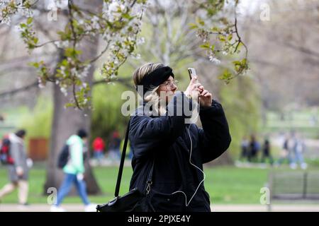 London, Großbritannien. 03. April 2023. Eine Frau fotografiert den Kirschbaum im St. James's Park im Zentrum von London. In den nächsten Tagen wird in London Frühlingssonne erwartet. (Foto: Steve Taylor/SOPA Images/Sipa USA) Guthaben: SIPA USA/Alamy Live News Stockfoto