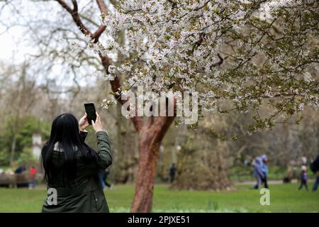 London, Großbritannien. 03. April 2023. Eine Frau fotografiert den Kirschbaum im St. James's Park im Zentrum von London. In den nächsten Tagen wird in London Frühlingssonne erwartet. (Foto: Steve Taylor/SOPA Images/Sipa USA) Guthaben: SIPA USA/Alamy Live News Stockfoto