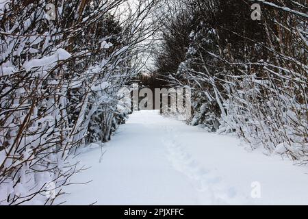 Ein schneebedeckter Wanderweg, gesäumt von Bäumen, bedeckt mit einer frischen Schicht Schnee, im Winter. Stockfoto