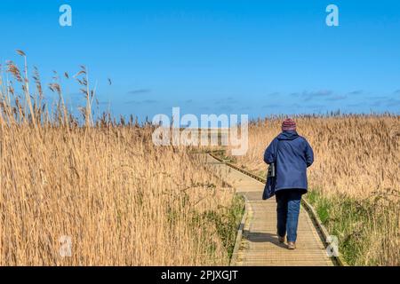 Vogelbeobachter auf einer Promenade durch das Schilf im Naturschutzgebiet Cley Marshes des Norfolk Wildlife Trust. Stockfoto