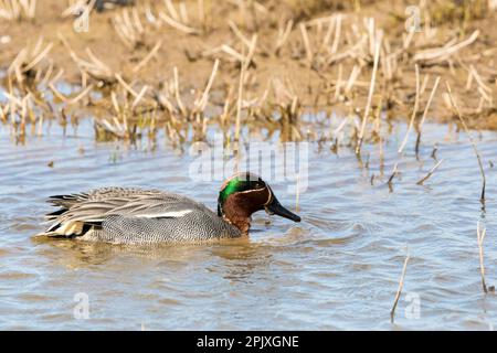 Anas crecca, ein männlicher Teal, in Cley Marshes in Norfolk. Stockfoto