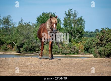 Goldkastanienfarbenes Pferd neben einem Wasserloch im New Forest, Hampshire, England. Stockfoto