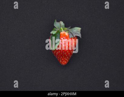 Köstliche große rote Erdbeeren auf schwarzem Hintergrund. Rote Beere. Berry Victoria. Stockfoto